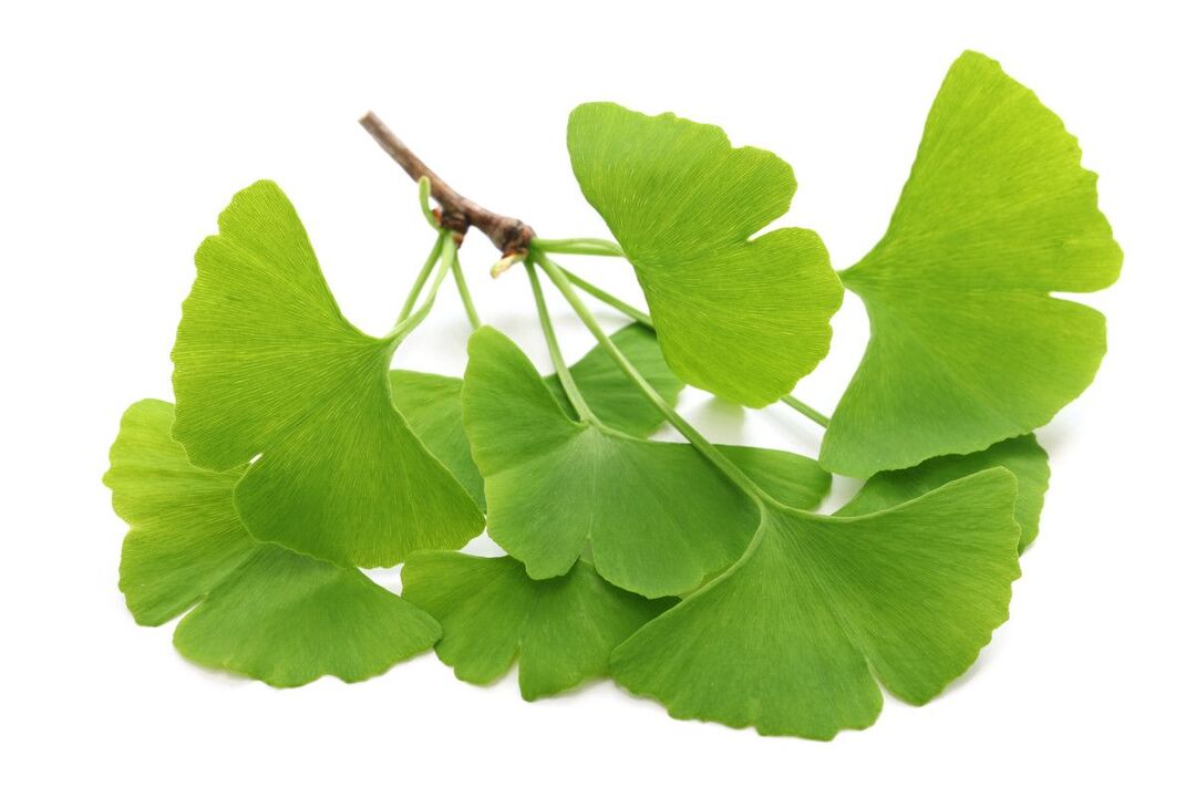 ginko biloba pilienos Alcozar